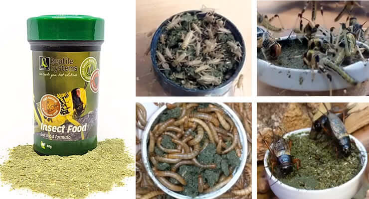 Reptile Systems Insect Food – Advanced Gut Loading of Reptile Livefood showcasing food packaging and various insect food preparations.
