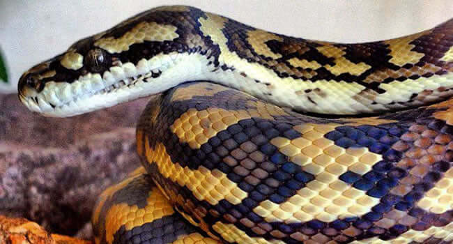 7 Good Snake Pets: Top Picks for New and Experienced Reptile Lovers - close-up of a snake showcasing its unique scales.