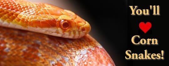 You'll love Corn Snakes! 5 reasons why Corn Snakes make great pets.