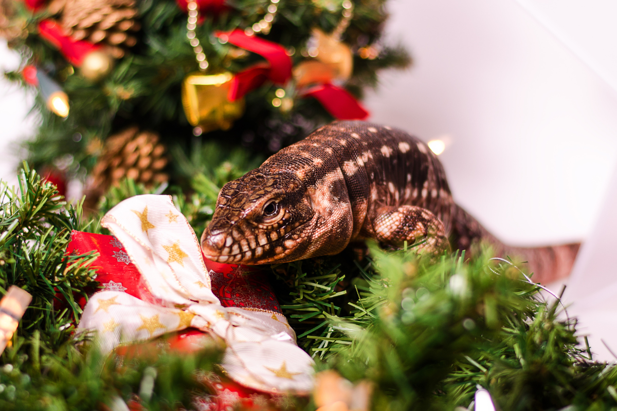 Best gifts for reptile enthusiasts