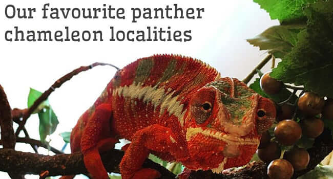 Panther chameleon – Our favourite locales, showcasing vibrant colors and habitats in Madagascar.