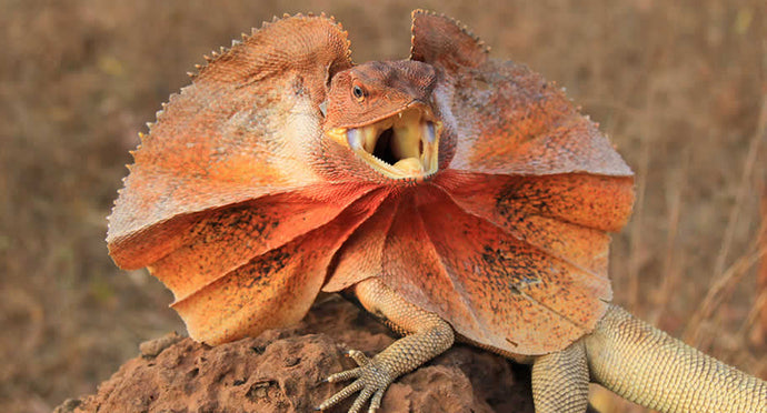 Frilled Dragons: The King Lizard