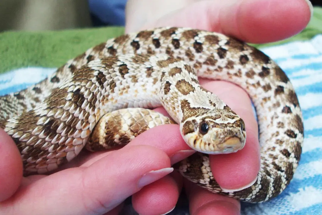 Hognose Snake Pet: What Makes Them the Perfect Choice for You? A hognose snake being held gently in a person's hand.