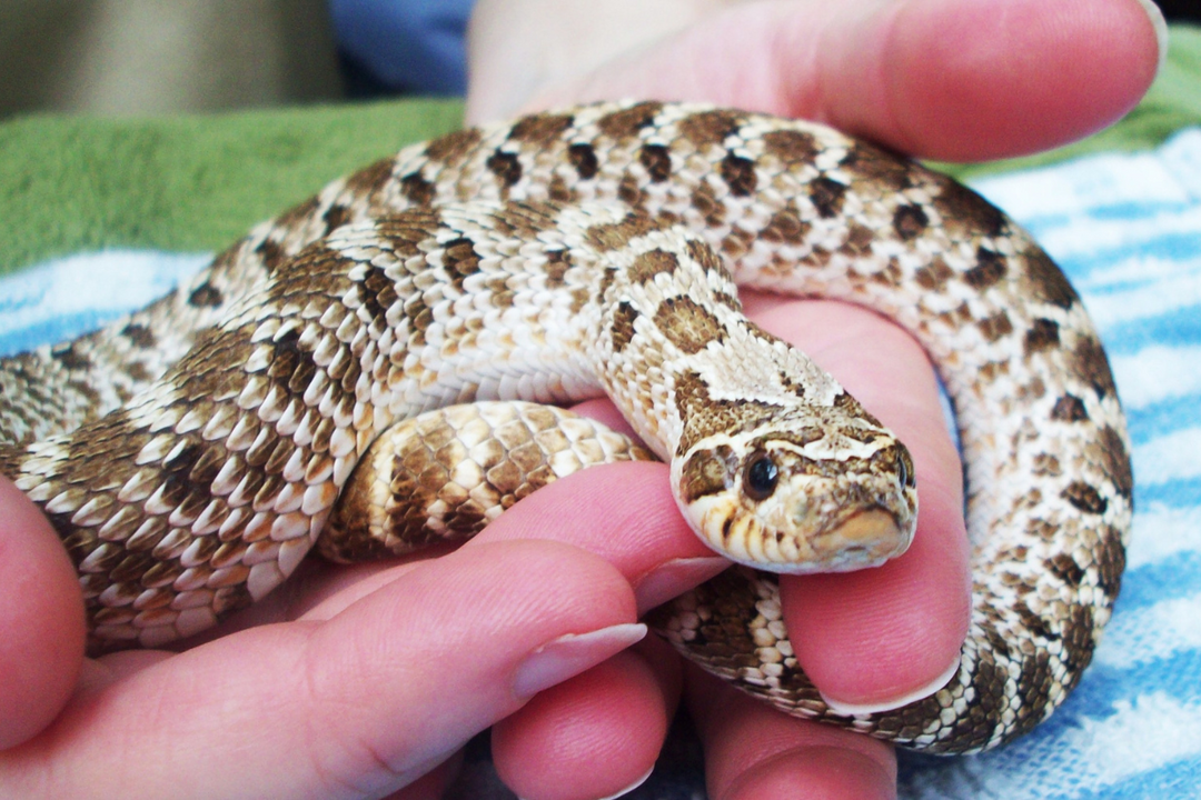 hognose snake pet