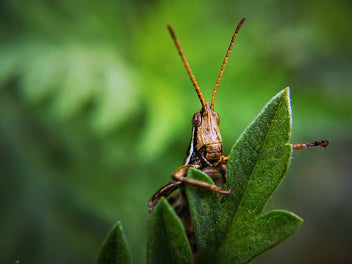How to Keep Locusts Alive: 5 Essential Things to Consider for Survival ...