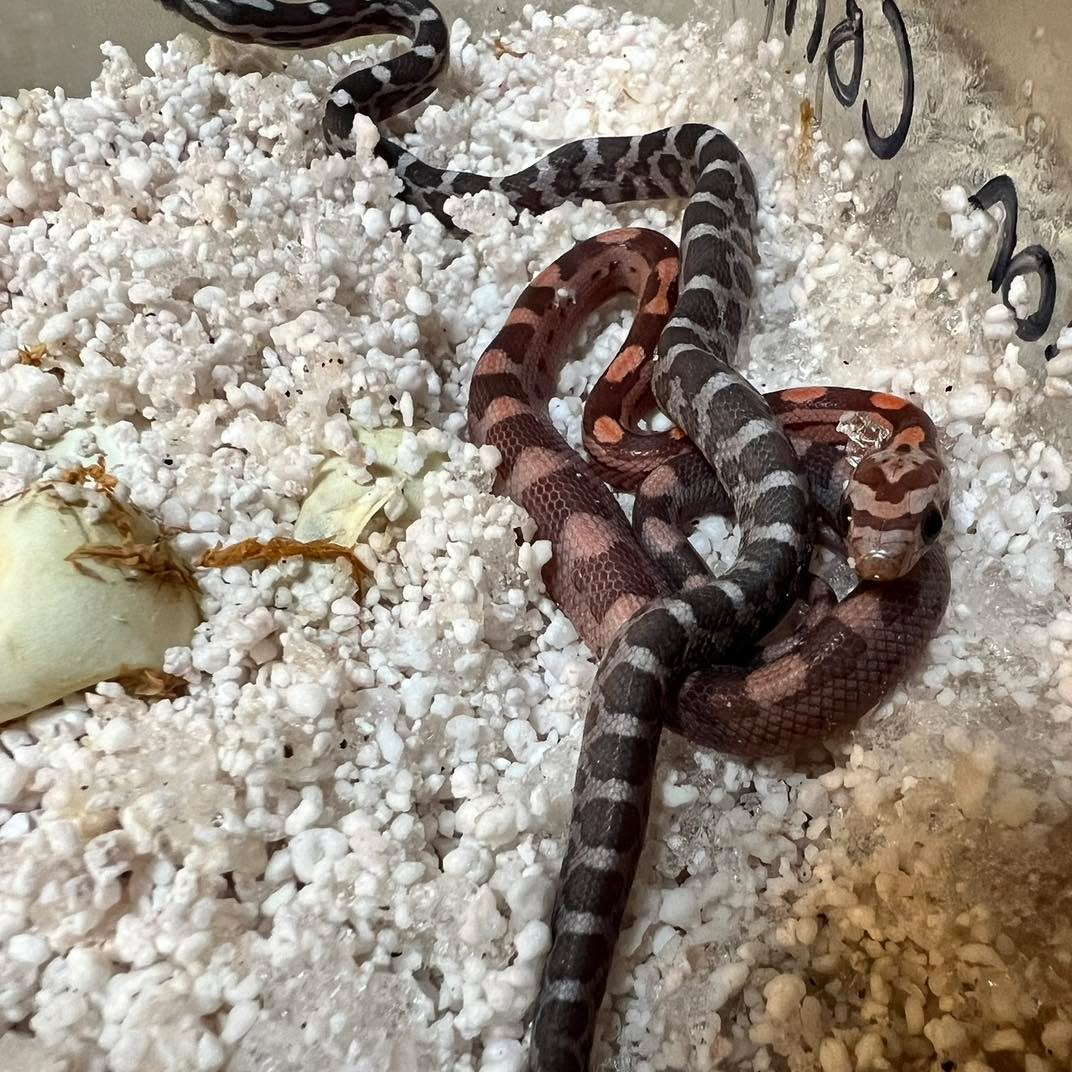 How to feed snakes frozen food