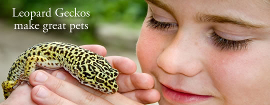 Why is the Leopard Gecko such a great pet? 5 good reasons