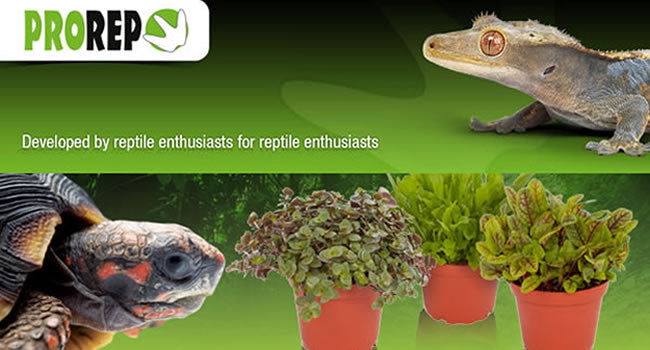 Grow Your Own Reptile Food! ProRep’s Edible Plants