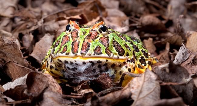 Pacman Frogs – An amphibian with attitude