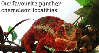 Panther chameleon – Our favourite locales