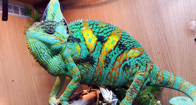 Getting an Awesome Pet Reptile – Chameleons!