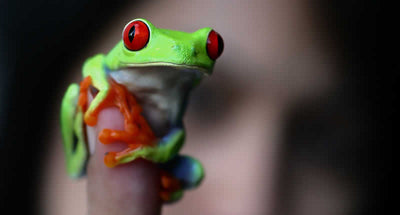 The Best Pet Frogs For Beginners