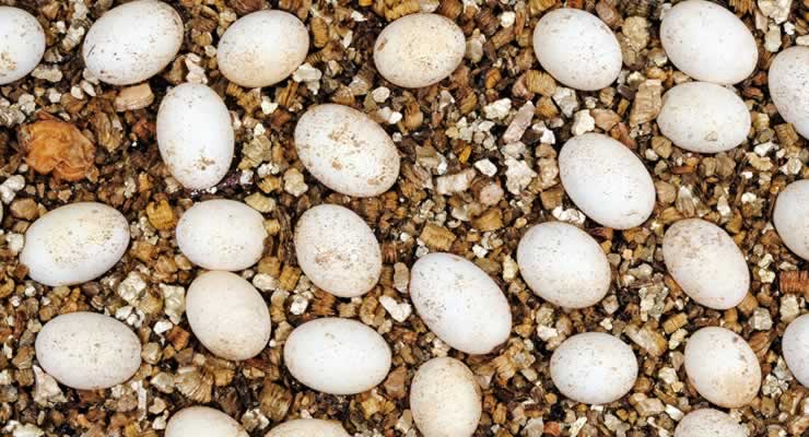How to Prepare for Reptile Eggs