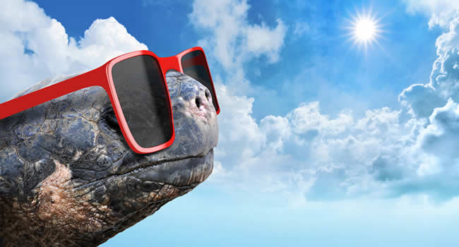 A turtle wearing red sunglasses, basking under the bright sun, emphasizing the need for UVB for reptiles.