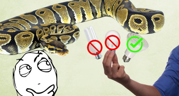 How to set up a royal python enclosure