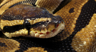 5 Popular Royal Python Morphs