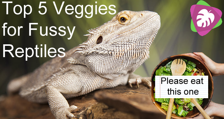 5 Great Vegetables for Bearded Dragons