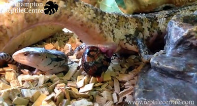 Blue-tongued Skink Giving Birth at Northampton Reptile Centre!