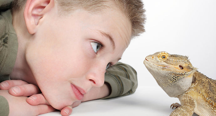 5 Top Tips for New Reptile Keepers