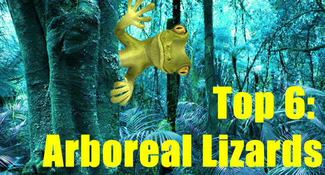 Top 6 Arboreal Lizards