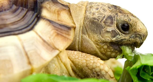 The best way to Hibernate your Tortoise?