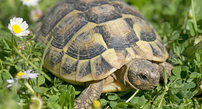Tortoise Vivarium or Tortoise Table?