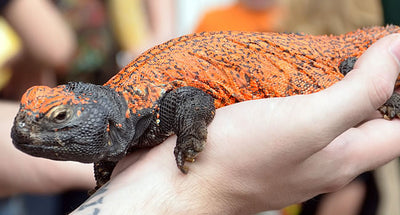 Uromastyx – The Incredible Agamid with a Funny Name