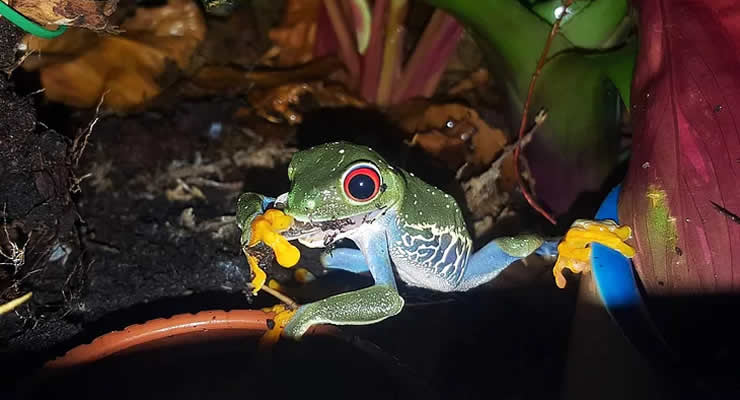 Colorful frog eating in a vibrant terrarium, demonstrating the importance of feeder variety for reptile diets.