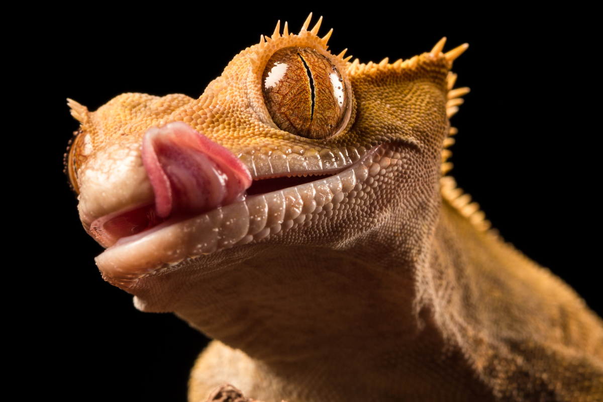 What Do Geckos Eat? Comprehensive Diet Guide