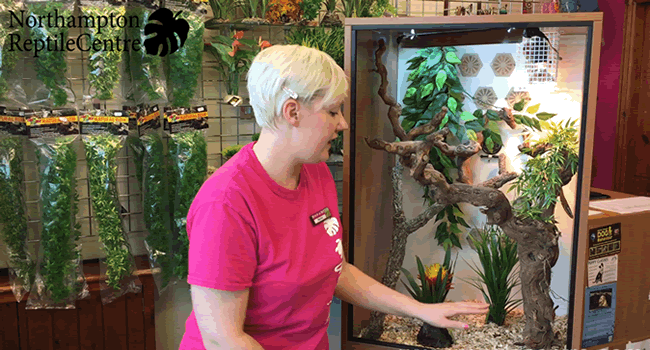 Setting Up a Yemen (Veiled) Chameleon Vivarium with a reptile expert showcasing the enclosure.