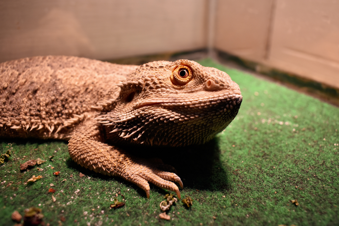Bearded Dragon Substrates