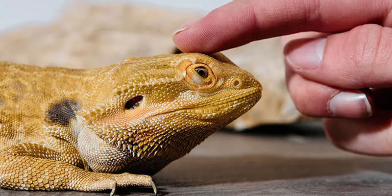 Lizard Setups