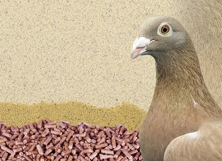 Columbae