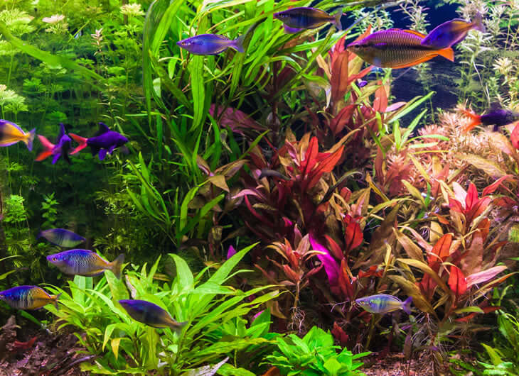 Aquarium Decorations