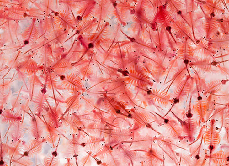 Frozen Aquatic Food