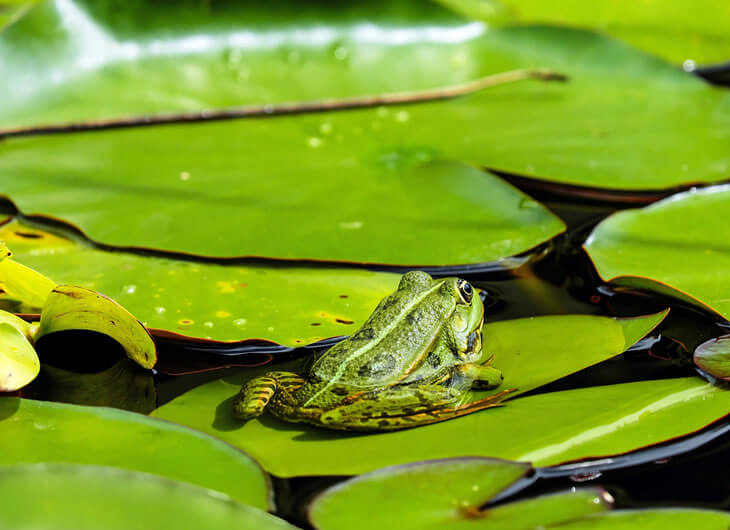 Artificial Aquatic Plants