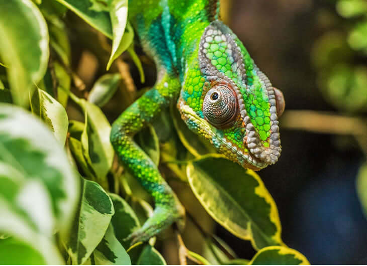 Artificial Trailing Plants
