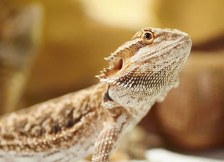 Bearded Dragon Vivariums