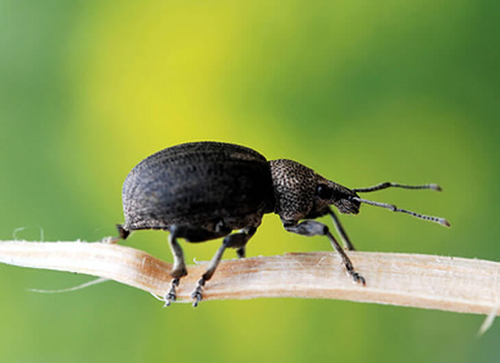 Beetles