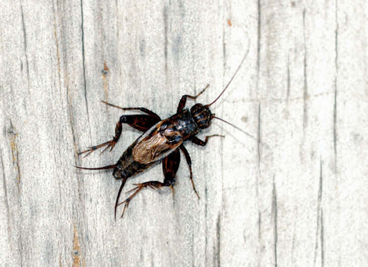 Black Crickets