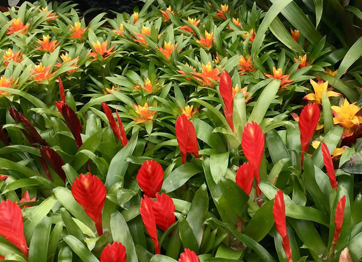 Bromeliads