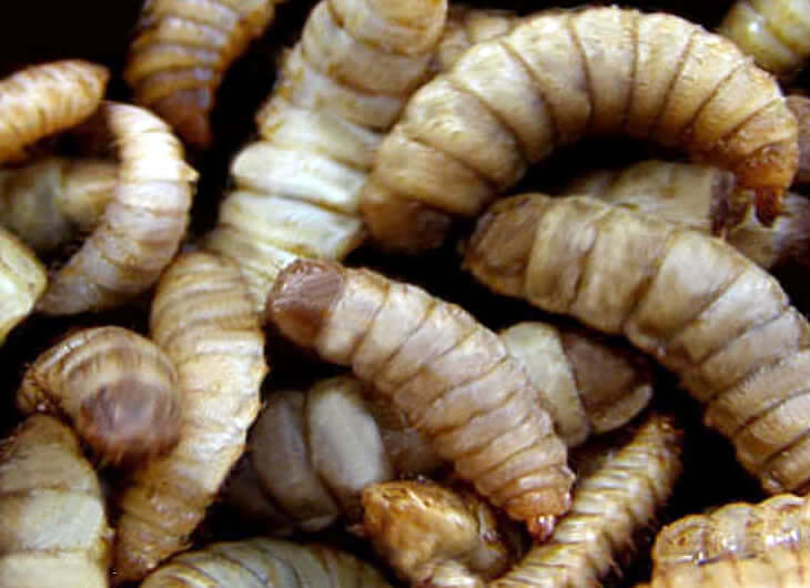 Calciworms