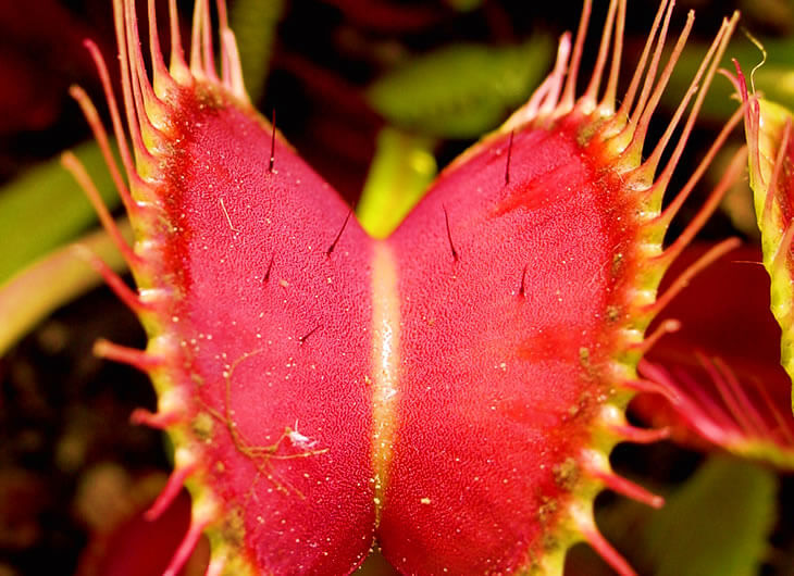 Carnivorous Plants