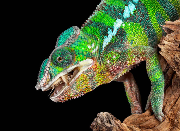 Chameleon Food