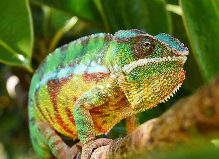 Chameleon Vivariums