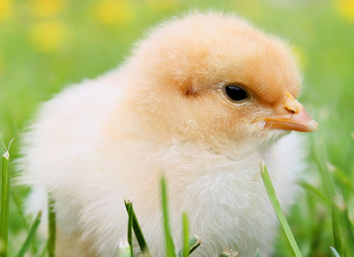 Frozen Quail and Chicks