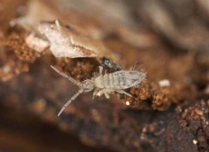 Bioactive Custodians