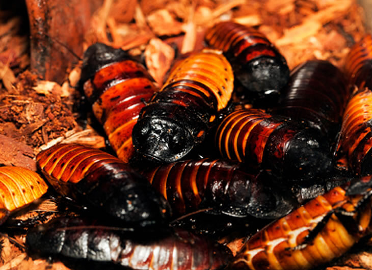Cockroaches