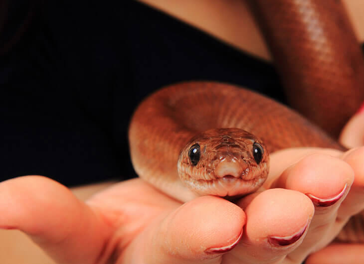Snake Handling