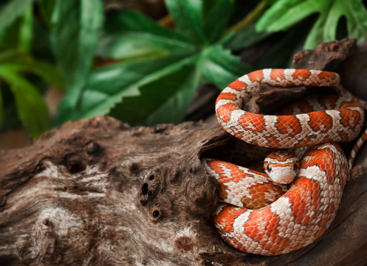 Corn Snake Vivariums